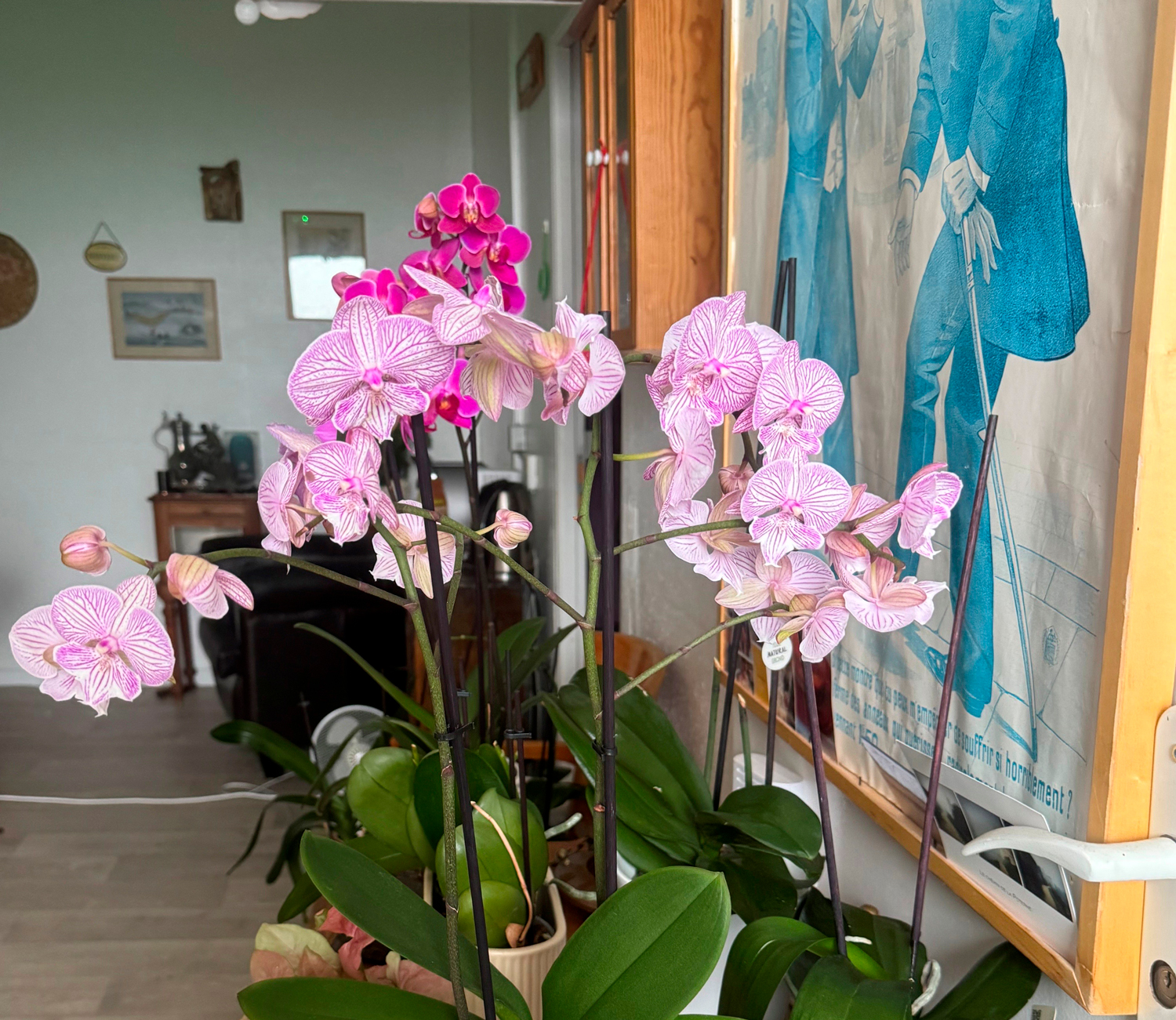 courajod podologue orchidee 1